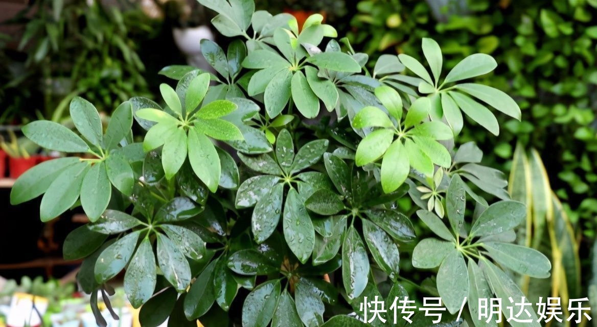 修剪|如果养着这7种花,温度高及时“打顶”,这样才能枝繁叶茂