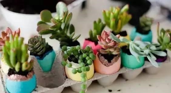 鸡蛋壳你不要都给我，鸡蛋壳的8种养花秘诀！