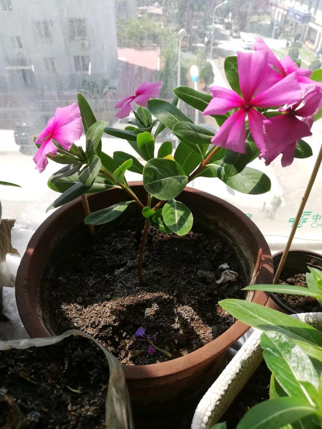 5块钱一盆的花，养1年变老桩，身价翻了上百倍！