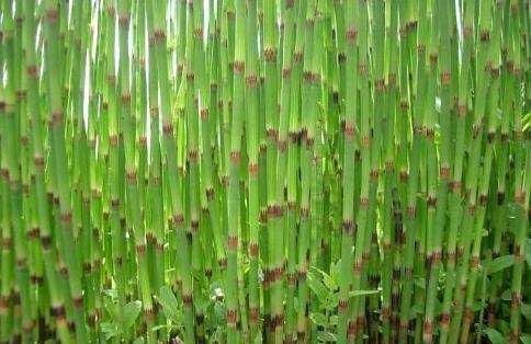 节节草|农村一株不起眼的野草,没想到还是我们日常生活中最重要的中草药