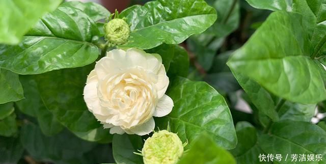 茉莉花都养不活快学3个“小技巧”,生长开花不间断,满屋飘香