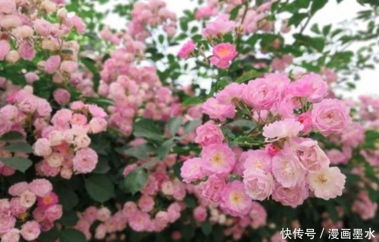 家里阳台必养此款花卉，耐寒易打理，一年四季都赏花