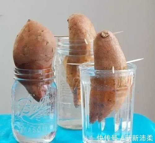 一个芋头芽,埋在花盆里,10天长成大盆景,比龟背竹还漂亮