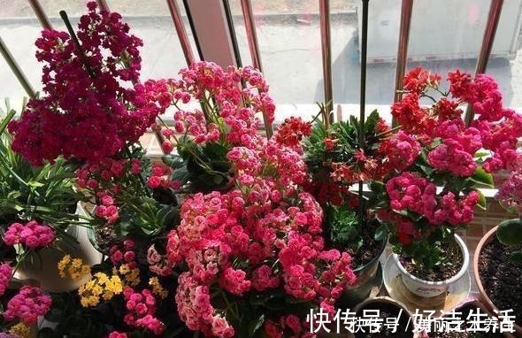 营养物质|养花就要懂得自制肥,教你2种方法,好用不烧根,一点就够了!
