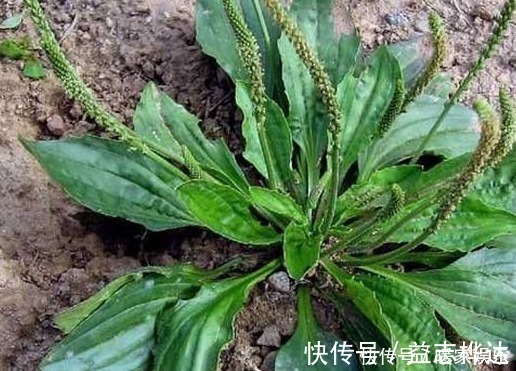 车前草|女性常吃此物,不咳嗽了,子宫越来越干净,远离妇科炎症,效果棒