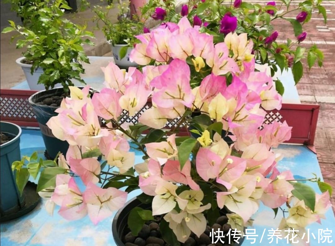 沙漠玫瑰|3种花，耐干旱又好养，一年开花好多次