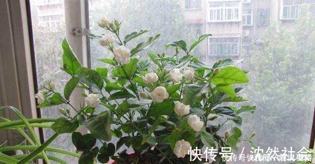 修剪|养茉莉花,只用了一个小诀窍,花开的又多又香,太赞了