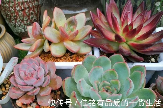 靠天吃饭多肉就会变美也不全是,有些多肉变美需要人工助力!