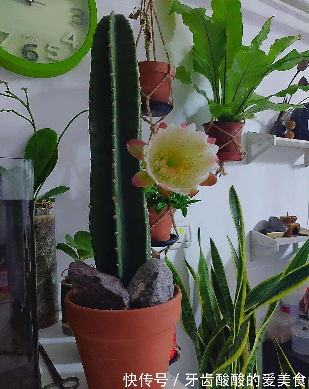 10大健康花,建议养一盆,不但能吸废气制氧气,还好养贵气