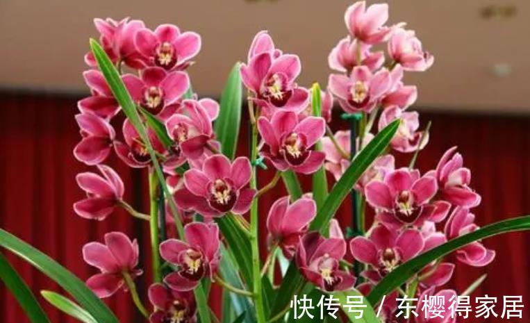 黄叶|兰花怕浇“3种水”,浇完黄叶又烂根,大部分花友都用错了