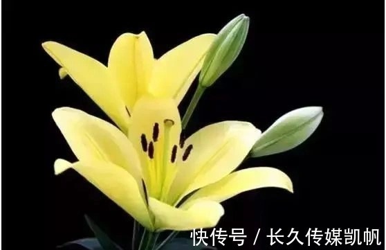 塔罗|塔罗占卜：四朵百合花，你最喜欢哪朵？测出你爱的人心里是否有你