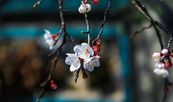 薰衣草|又是一年赏花季！乱花渐欲迷人眼，教你分清谁是谁