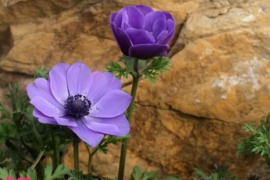 农历|农历7月3号起，最适合养这些花，种植此款花卉，服盆快长势旺