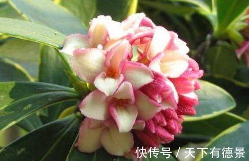 花友|农历8月2日开始,居家养这几款植物,花团锦簇,满屋子飘香