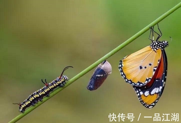 24个冷知识：生物老师看完直呼不可思议，但却真实存在的有趣知识