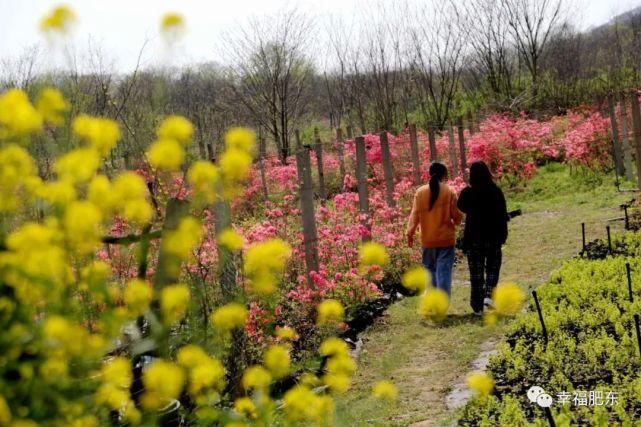 宛如仙境！肥东百万株映山红进入盛花期！不要错过~