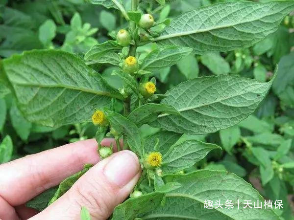 天名精|这野草很粘人,农民曾用它做猪饲料,殊不知叶子是治牙痛的良药!