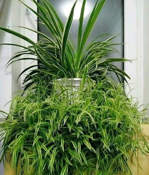 新芽|搬新家之前,一定要养“这6种花”,除“甲醛”效果好