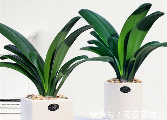 腐叶土+|园艺师教你君子兰怎么养,学会这五点,叶子绿得发亮,开花又多又大