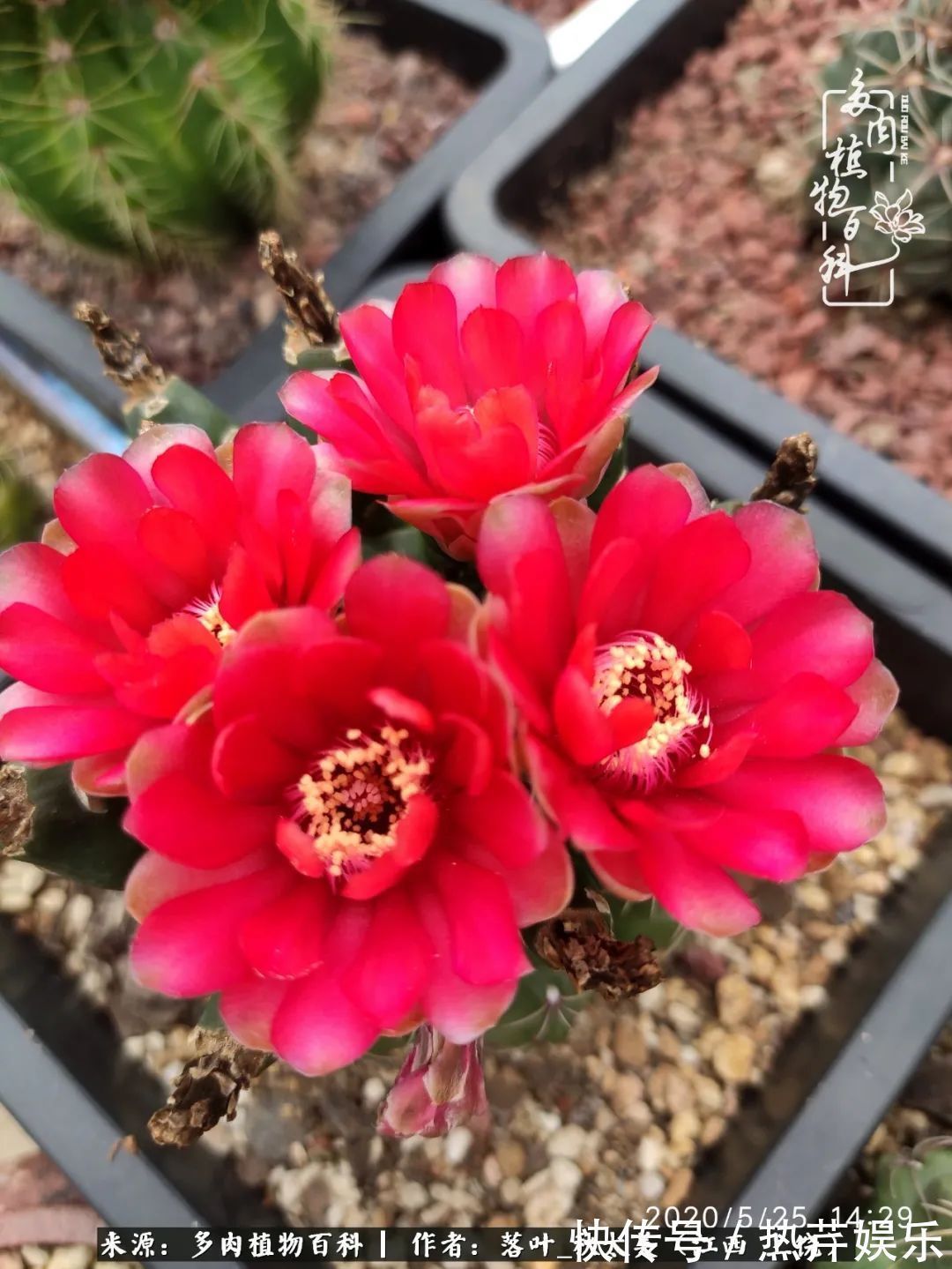红太阳|养多肉秋天景天坑,夏天球球坑,人生百味都想尝!