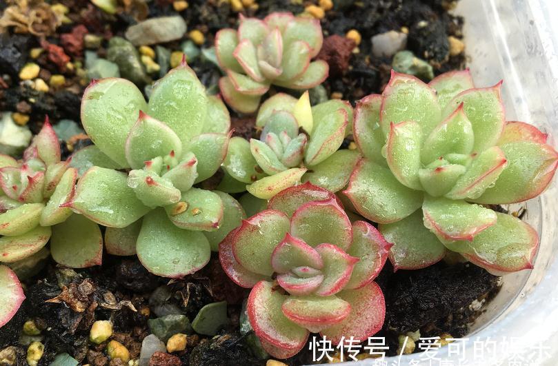 多肉配土是按体积还是重量来算占比？这是让“萌新”很纠结的问题