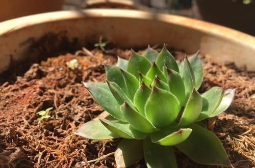  不易|高温养多肉确实不易，跟着养护专家做，可以复制出好几盆