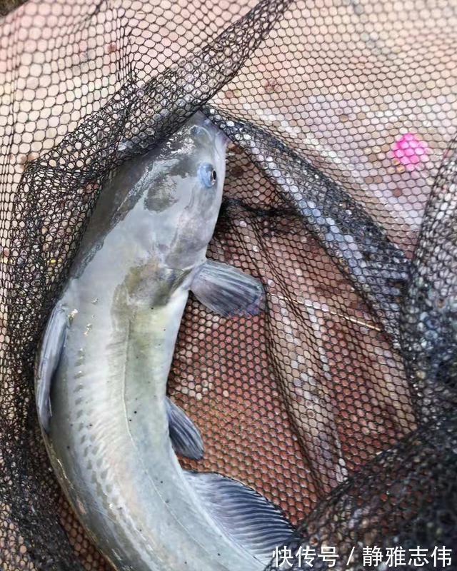 拔河|为何你的竿稍经常断?主因只有三个,稍微注意就不会