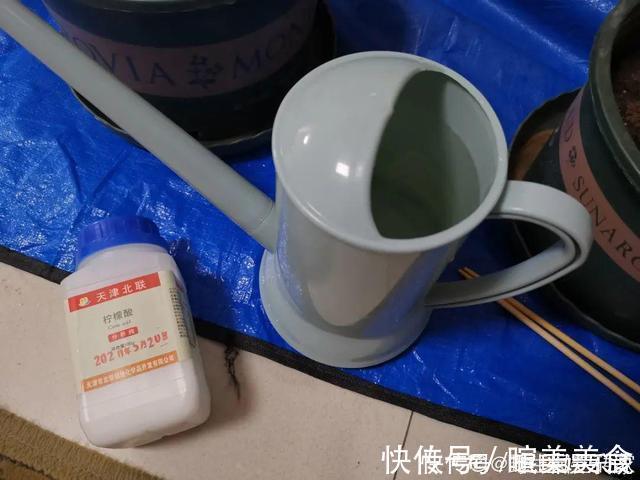 浇花|花盆里冒一层白霜，原来有大危害，抓紧清理