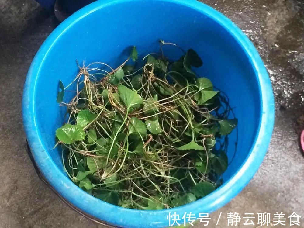 凉茶|若在野外遇到,别当杂草,它就是有名的“积雪草”,目前价值很高