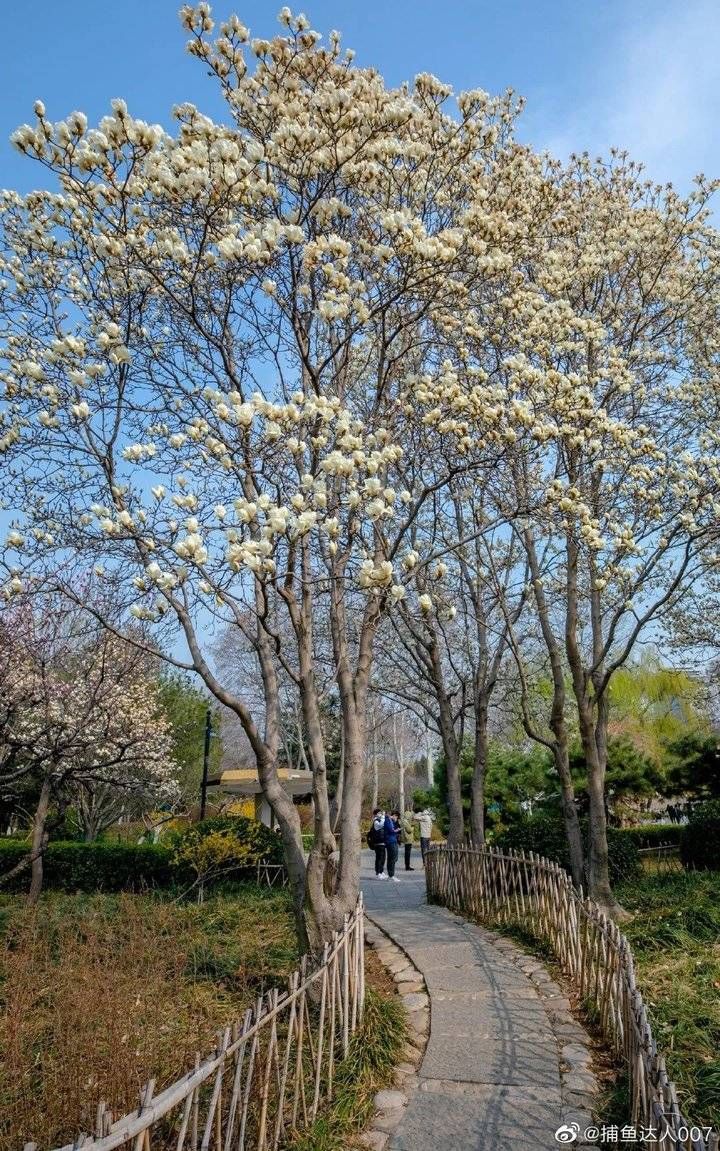 跟着热搜看济南春光，春花春水春柳都不能错过