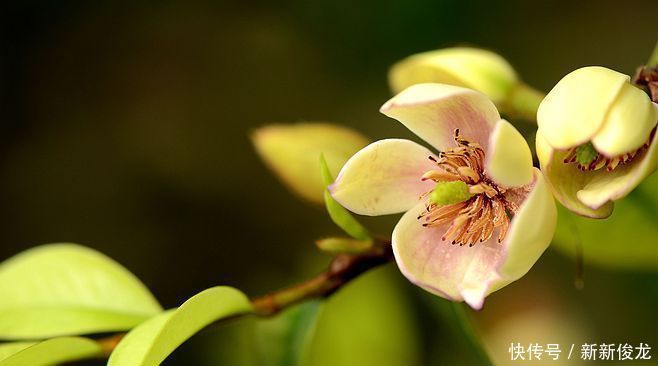 太阳花|夏天养这几朵花,满屋飘香再也没有异味,花开“爆满盆”