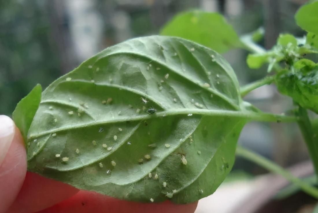 虫子总围着花草嗡嗡飞?自制“4样”杀虫剂,安全无毒,效果好