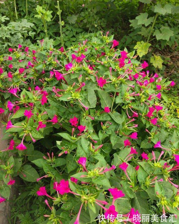 活了30年才知道它叫紫茉莉，花一开就该回家做饭了