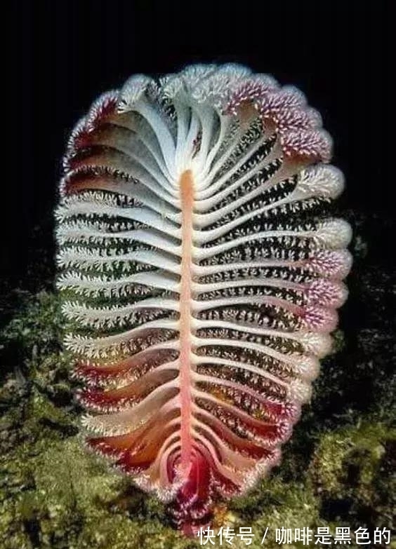 奇花|奇花、奇花、奇花、罕见奇花,赶快打开欣赏吧