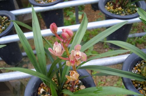  香味|以“香味”著称的兰花，花色金黄，芳香四溢，每年可以开花4次