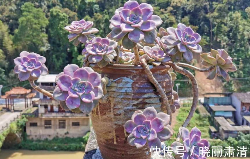 11月养6款多肉，服盆快上色美，养成群生肉墩子，适合新手