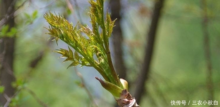 牛肉|比牛肉还贵的野菜,种植它可一年收入上百万!