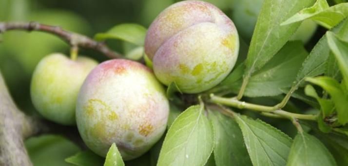 李子|立秋后，咳嗽痰多很难受，不妨多吃此果，润肺止咳，降血压