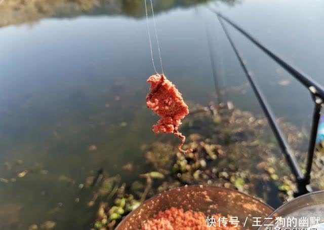 一到中午就停口该怎么办?频繁补窝是下策,教你一招打开鱼口