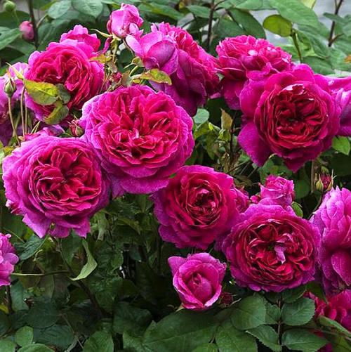 养花就养，这种玫瑰精品，花色艳丽迷人，花香怡人，富贵祥瑞