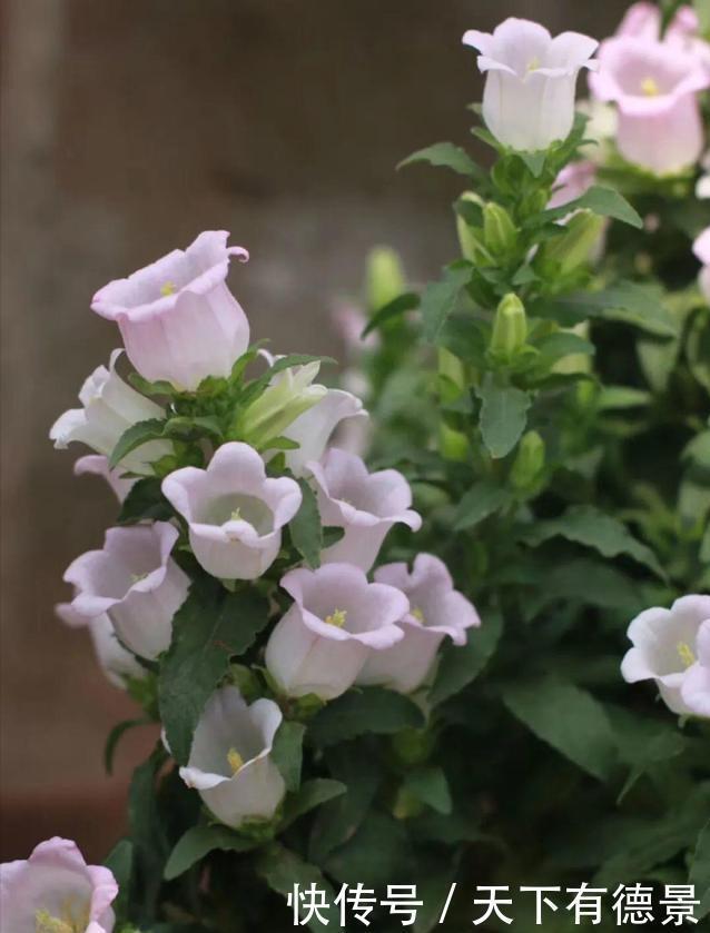 小清新|别错过这款网红花，花朵如小铃铛，“香气馥郁”双季节持续绽放