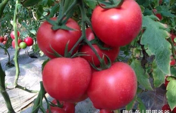 身高|14岁男孩身高185公分，医生直夸：3食物常吃助长高，父母真有眼光