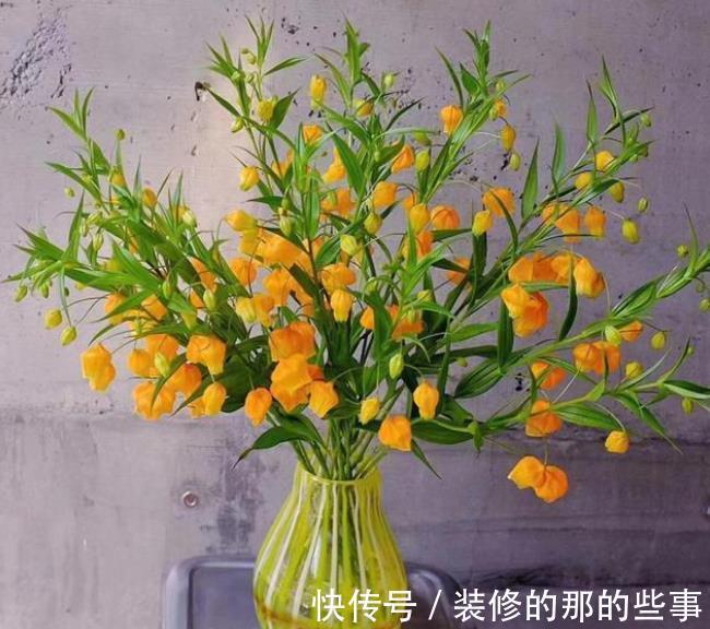 灯笼|国外的圣诞风铃花，我们叫它宫灯百合，掌握技巧，开出串串黄灯笼
