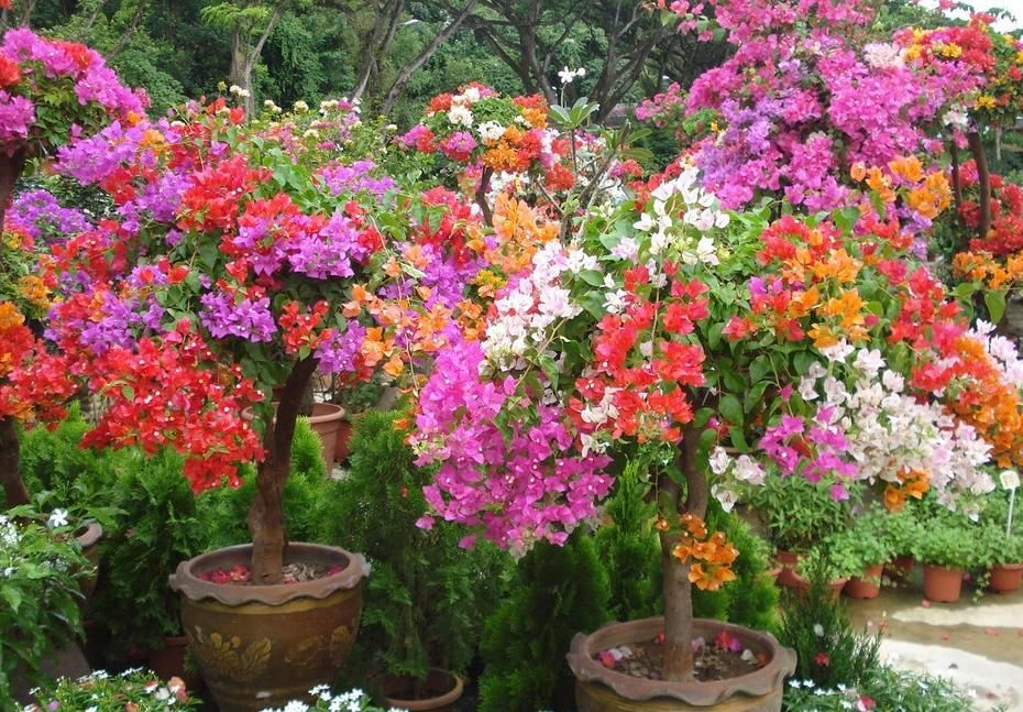 盆栽三角梅该怎么催花？谨记2点，轻松达到目的