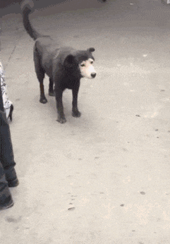 狗子|“一男子为了庆祝好友退役归来,竟女装欢迎?”哈哈哈哈