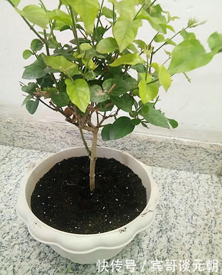 6种常见“花卉”,养在家里要“舍得剪”,越剪越“旺盛”