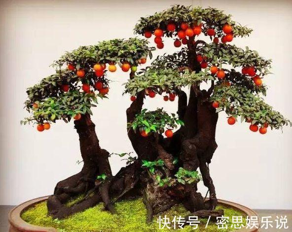 有钱人爱养的3种花,好看又聚财,难怪越来越有钱