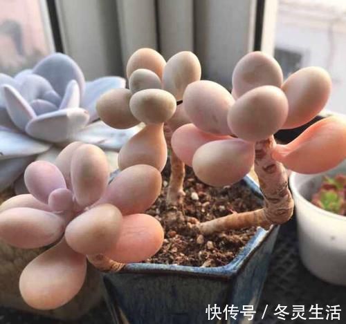 回顾2020年家庭花卉“8巨头”:第1种年年火,第4种人人爱