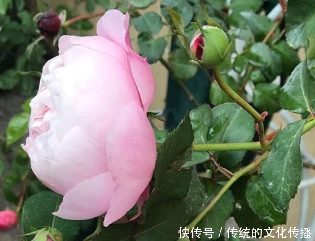 家里的月季,遭受了“虫害”,别拖着,教你4个“小方法”消灭掉!