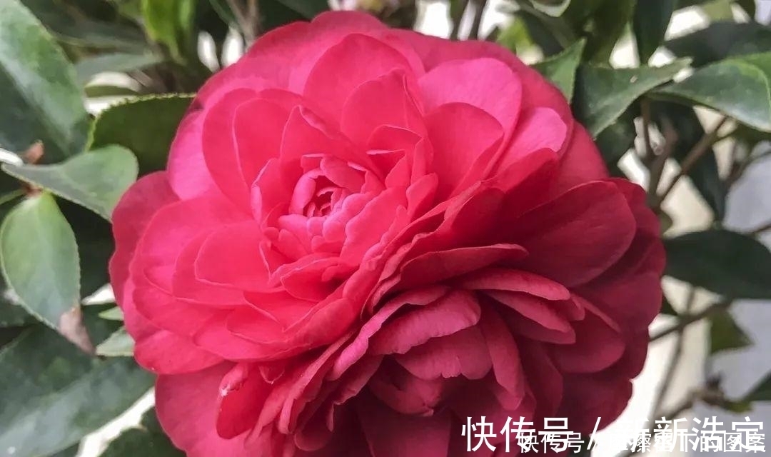 叶插|长寿开花变异了,十年都见不到一次,真稀罕